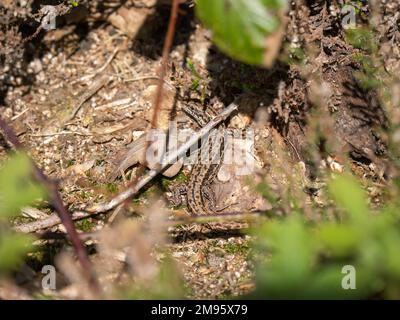 A Common Lizard Hiding in Heather. . Stock Photo