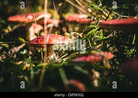 A closeup of fly agarics (Amanita muscaria) in the grass against blurred backround