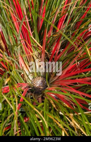Fascicularia bicolor, crimson bromeliad, rosette-forming, terrestrial bromeliad with green evergreen leaves  innermostof which surrounding the rosette Stock Photo