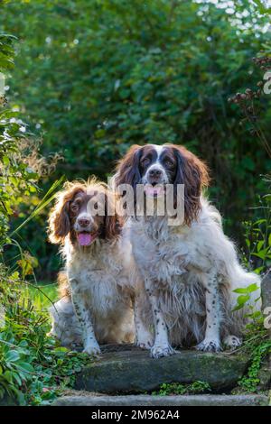 Two English Springer Spaniel dogs sitting at the top of garden steps Stock Photo