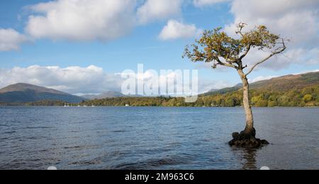 Flooded lone tree at Milarrochy Bay, Loch Lomond, Loch Lomand and Trossachs National Park, Scotland Stock Photo