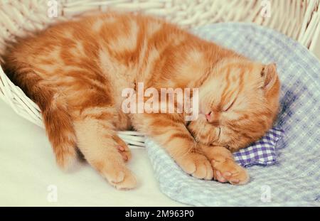 Little red kitten sleeping on the small pillow in a basket Stock Photo