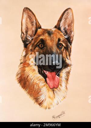 A portrait painting by Malcolm Greenwmith of an Alsatian Dog, also known as a German Shepherd Stock Photo