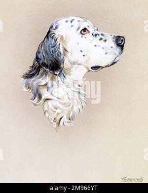 A highly detailed painting in profile of an English Setter dog by Malcolm Greensmith. Stock Photo