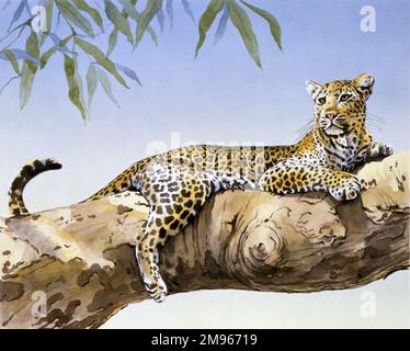 A male Leopard (Panthera pardus) sitting in the substantial lower branches of a tree in sub-Saharan Africa. Painting by Malcolm Greensmith Stock Photo