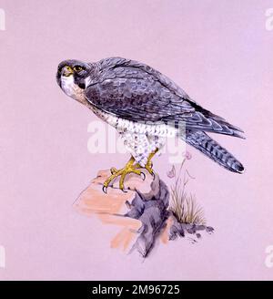 A Peregrine Falcon (Falco peregrinus) perched on a rock. Painting by Malcolm Greensmith Stock Photo