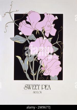 Sweet Pea Flowers (Lathyrus odoratus). Poster design by Malcolm Greensmith Stock Photo