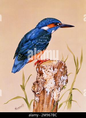 A Common Kingfisher (Alcedo atthis) perches on a wooden post. Painting by Malcolm Greensmith