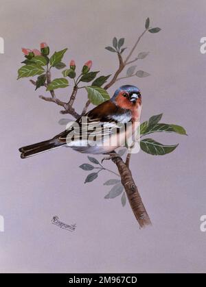 A male chaffinch (Fringilla coelebs), perched on a shrub in bud. Painting by Malcolm Greensmith Stock Photo