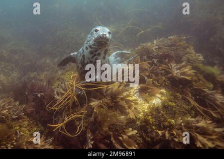 A common grey seal swims with scuba divers in the waters surrounding Lundy Island in Devon, UK. Stock Photo