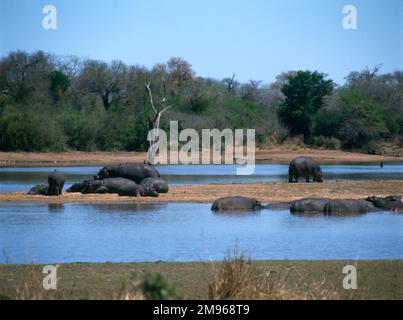 A group of hippos in Tshokwane, Kruger National Park, South Africa.  The Park is one of the largest game reserves in Africa, and contains around 3000 hippos, as well as many other wild animals. Stock Photo