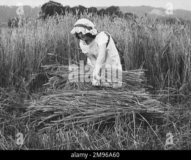 Old Fashioned Harvesting Stock Photo - Alamy