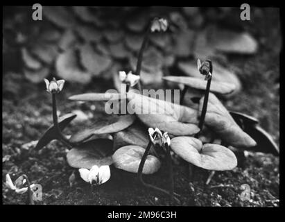 Cyclamen Europaeum (Purpurascens), traditionally classified in the Primulaceae family, but more recently reclassified in the Myrsinaceae family. Stock Photo