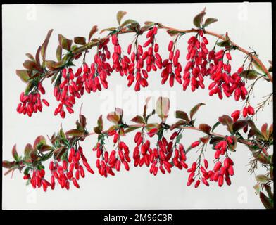 Two branches of Berberis Carvellii (barberry or pepperidge bush) of the Berberidaceae family, full of bright red berries, which provide food for small birds. Stock Photo