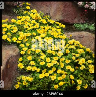 Ranunculus Montanus (Molten Gold Montana or Mountain Buttercup), a perennial of the Ranunculaceae family with bright yellow flowers.  Seen here growing in a rocky setting. Stock Photo