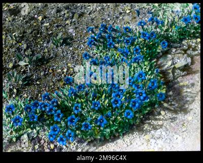 Gentiana Acaulis (Stemless Gentian), a perennial plant of the Gentianaceae family, growing in mountain regions.  The trumpet shaped flowers are bright blue. Stock Photo