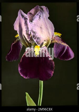 Iris Bruno (Tall Bearded Iris), a flowering perennial of the Iridaceae family, with gold, purple and brown colouring.  A close-up of the head in full flower. Stock Photo