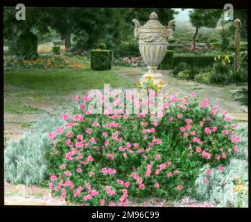 Cistus Purpureus (Orchid Rock Rose), a semi-hardy shrub of the Cistaceae family with bright pink flowers. Stock Photo