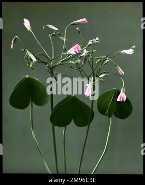 Oxalis Crassipes Rosea (Strawberry Oxalis, Wood Sorrel), a perennial flowering plant of the Oxalidaceae family, with rose-pink flowers.  Seen here at night, with the flowers closed. Stock Photo