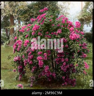 Rosa 'Weeping Excelsa', a rambling rose of the Rosaceae family, with bright pink flowers. Stock Photo