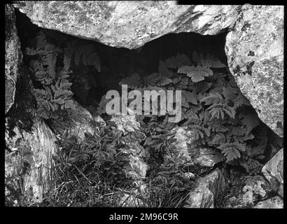 Polypodium Dryopteris or Gymnocarpium Dryopteris (Oak Fern, Western Oakfern, Common Oak Fern, Northern Oak Fern), of the Polypodiaceae, Cystopteridaceae or Dryopteridaceae family.  Seen here growing under the shade of some rocks. Stock Photo