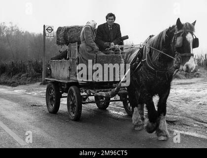 A middle-aged gipsy couple riding along a country road on their horse-drawn cart.  A London Transport bus stop can be seen in the background. Stock Photo
