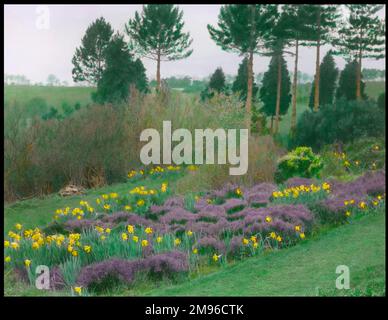 View of the gardens at Gravetye Manor, near East Grinstead, West Sussex, showing heather and daffodils growing together in springtime.  The gardens were developed by William Robinson, pioneer of the concept of the English Natural Garden, who lived at Gravetye from 1884 to 1935. Stock Photo