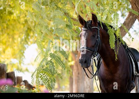 Face portrait of a dressage spanish horse stallion horse looking through the branches of a tree Stock Photo