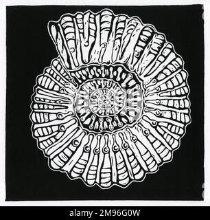 Ammonite Stock Photo