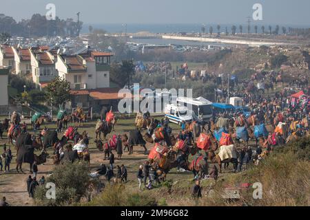January 15, 2023: The camel wrestling arena is located right next to the residential areas on the Pamucak coast in Selcuk, Aydin in Turkey on January 15, 2023. In January each year there is the annual Camel Wrestling Championship held in a few miles away from Ephesus, the site of ancient Greek ruins near Selcuk in Turkey. It will run to the end of March when one camel is chosen as the winner in a victorious celebration. (Credit Image: © Tolga Ildun/ZUMA Press Wire) EDITORIAL USAGE ONLY! Not for Commercial USAGE! Stock Photo