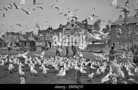 A flock of seagulls on a street in St Ives, Cornwall. Stock Photo