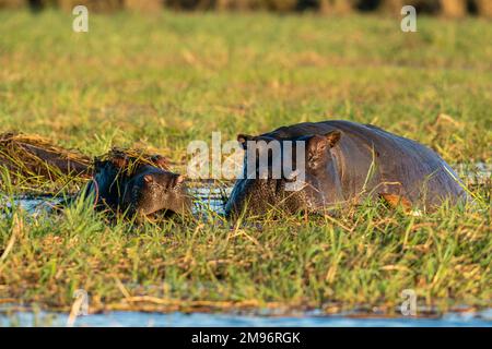 Hippopotamus (Hippopotamus amphibius) grazing, Chobe National Park, Botswana. Stock Photo