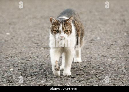 London, UK. 17th Jan, 2023. Larry the Downing Street cat, Chief Mouser. Conservative Party government ministers in Downing Street for the weekly cabinet meeting. Credit: Imageplotter/Alamy Live News Stock Photo