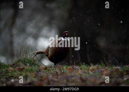 A pheasant in the snow. UK: THESE BEAUTIFUL snowy images captured on 16th January 2023 show how beautiful English wildlife can be. One image shows a S