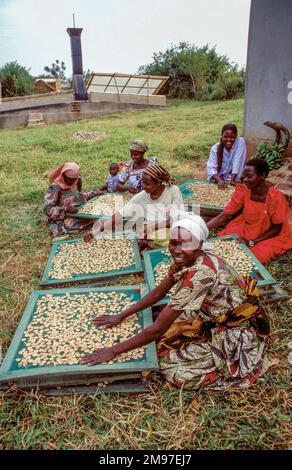 Uganda, women with banana slices being dried in a sun or solar dryer Stock Photo