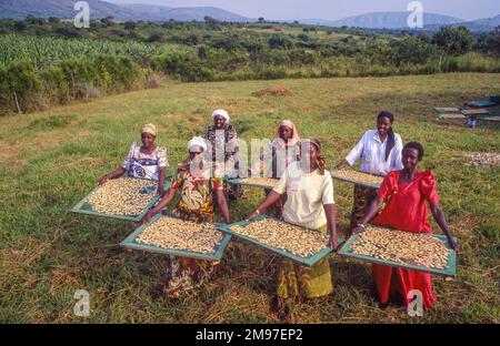 Uganda, women with banana slices being dried in a sun or solar dryer Stock Photo