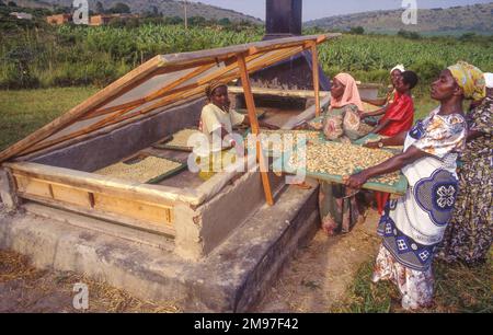 Uganda, women with banana slices being dried in a sun or solar dryer Stock Photo