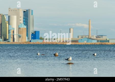 Seagulls resting on rocks at Kattegat sea in Halmstad industrial harbor, selective focus Stock Photo