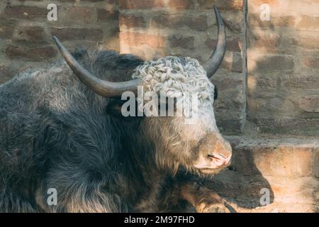 Domestic yak (Bos grunniens), also known as tartary ox in zoo, selective focus Stock Photo