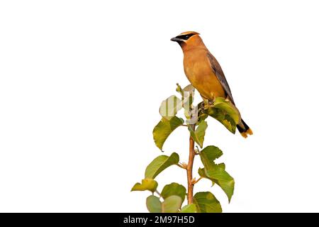 A cedar waxwing glows in the morning sun while perched on top of a tree. Isolated on a white background Stock Photo