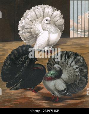 A portrait of a Black, White and Blue English Fantail pictured inside their coop. The English Fantail is a highly developed breed of fancy and exhibition pigeon, and sub-variety of the Fantail, and believed to have originated in Asia. As illustrated, the fan shaped tail has 30 to 40 feathers. Stock Photo