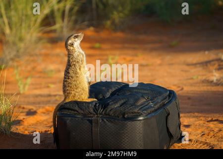 Meerkat baby (Suricata suricatta) looks up into the sky while it sits upright on a black camera bag. Kalahari, South Africa Stock Photo