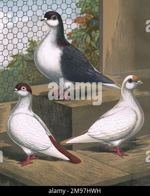 A portrait of three breeds of fancy pigeon illustrated inside their coop. The plain-headed Red Helmet presents its bicoloured plumage formation. To the right is the Yellow Spot, which has similar colouration, yet it has a distinctive spot on the front of its head, hence its name. As for the Black Lahore, originating from Pakistan, it is also significantly larger in size. Its markings are unusual, the most distinctive on it's head and neck. Stock Photo