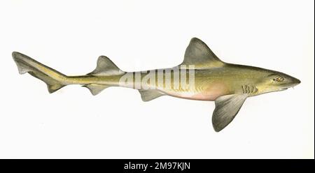 Mustelus asterias, or Starry smooth-hound, a species of houndshark. Stock Photo