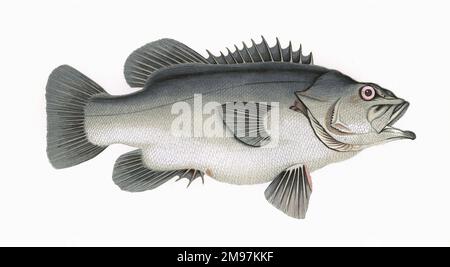 Polyprion americanus, or Atlantic Wreckfish, also known as Stone Bass. Stock Photo