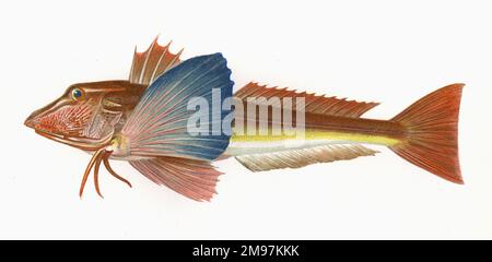 Chelidonichthys lucerna, or Tub Gurnard, also known as Tubfish. Stock Photo