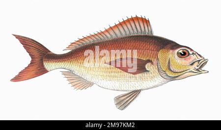 Pagellus Owenii (or Pagellus acarne), also known as Spanish Bream and Axillary Bream. Stock Photo