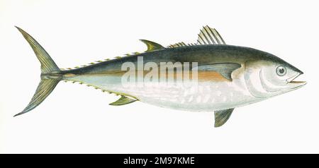 Thunnus thynnus, or Atlantic bluefin tuna, formerly known as Tunny. Stock Photo