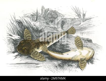 Cottus gobio, or European Bullhead, a freshwater fish also known as Miller's Thumb, Freshwater Sculpin, River Bullhead and Common Bullhead. Stock Photo