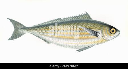 Boops boops, or Bogue, also known as Box and Oxeye, a species of seabream. Stock Photo